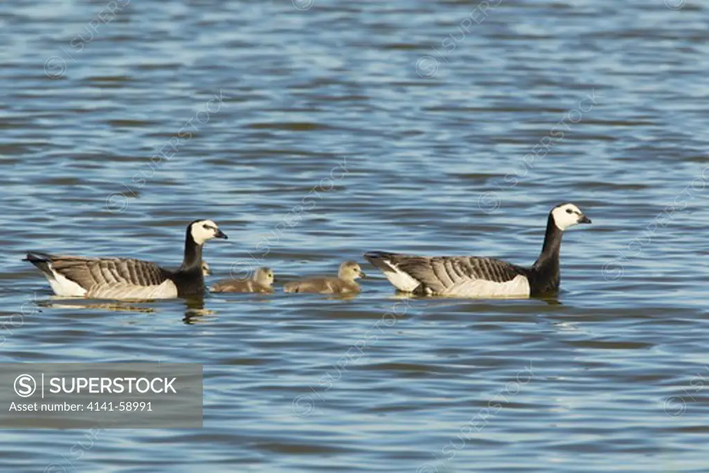 Barnacle Goose - Pair With Young  Branta Leucopsis   Minsmere Rspb Reserve  Suffolk, Uk
