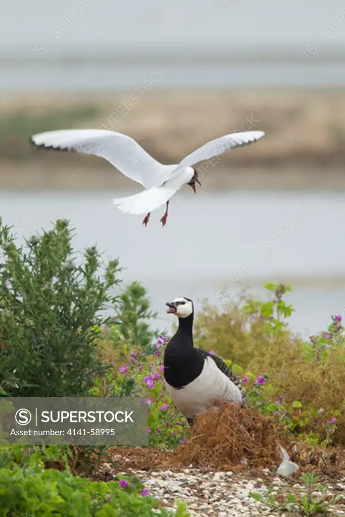 Barnacle Goose Being Attacked By Black-Headed Gull  Branta Leucopsis & Larus Ridibundus  Minsmere Rspb Reserve  Suffolk, Uk