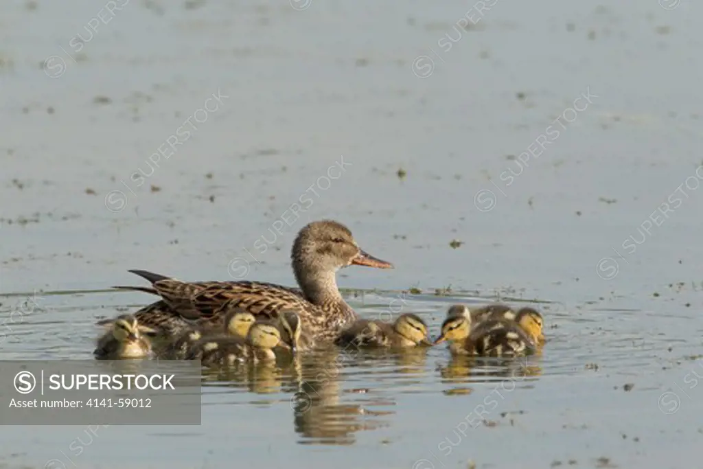 Gadwall Female With Young Chicks  Anas Strepera  Lackford Lakes  Suffolk, Uk