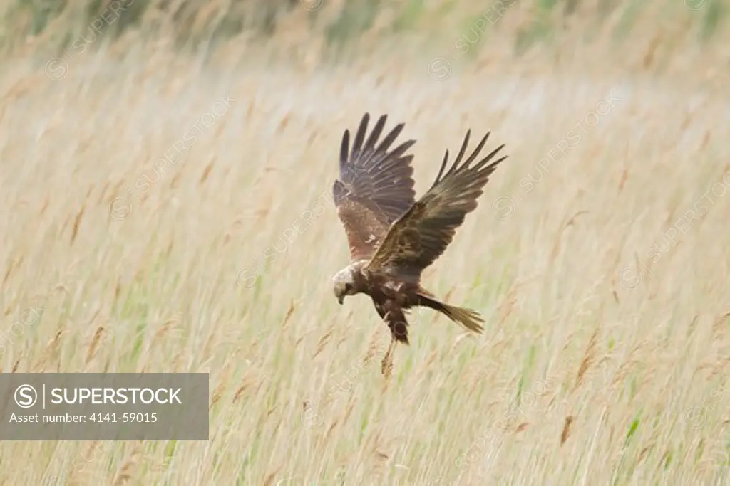 Marsh Harrier -  Female Hunting Over Marsh  Circus Aeruginosus  Minsmere Rspb Reserve  Suffolk, Uk