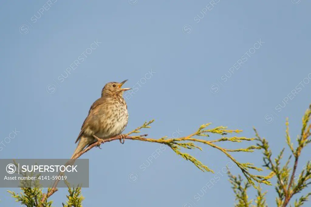 Song Thrush - Singing From Leylandii Tree In Garden  Turdus Philomelos  Essex, Uk