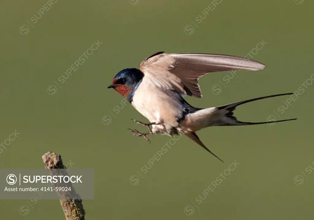 Barn Swallow, Hirundo Rustica, In Flight About To Land On A Perch.  Cheshire England