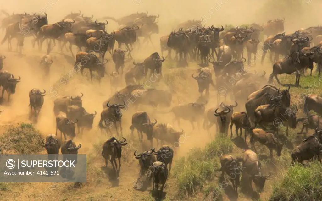 common wildebeest connochaetes taurinus gathering to cross river during migration masai mara, kenya