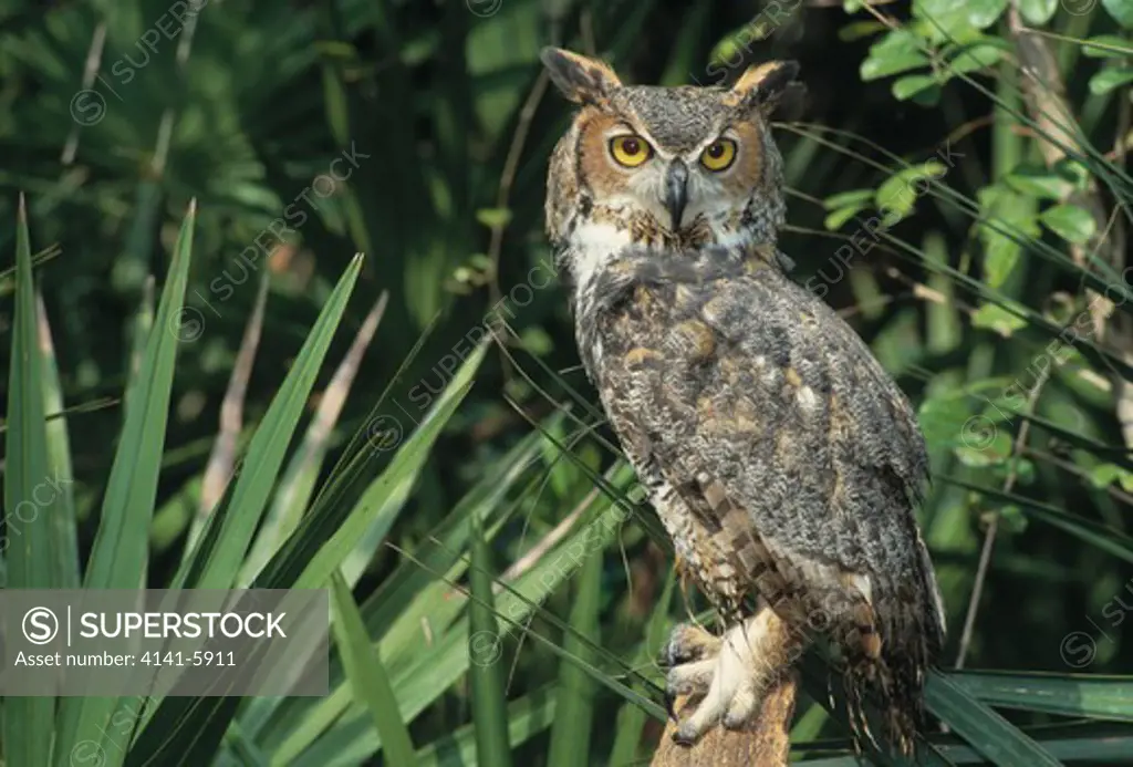 great horned owl bubo virginianus florida, usa 