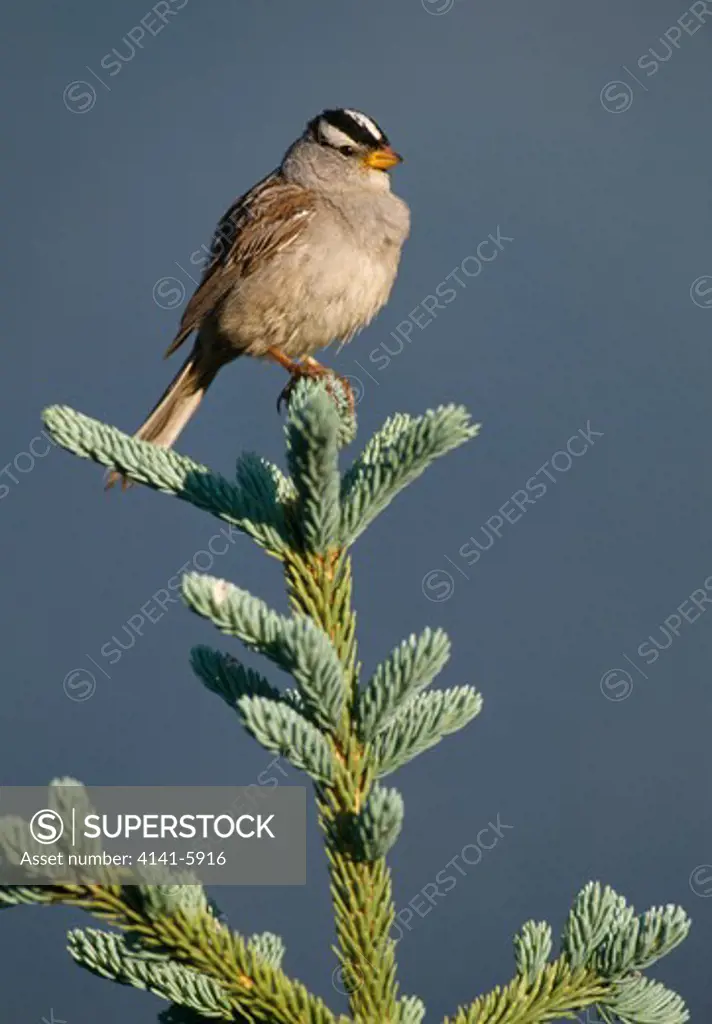 white-crowned sparrow zonotrichia leucophrys alaska, june. 