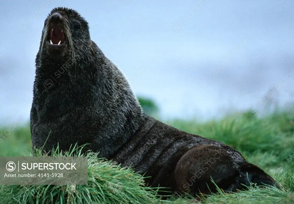 northern or alaskan fur seal callorhinus ursinus male pribilof islands, alaska, usa 