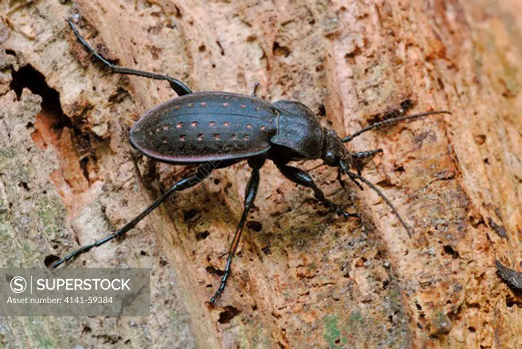 Garden Ground Beetle (Carabus Hortensis) On Decaying Wood. The Species Is A Common Woodland Species In Large Parts Of Europe. Photographed In Denmark.