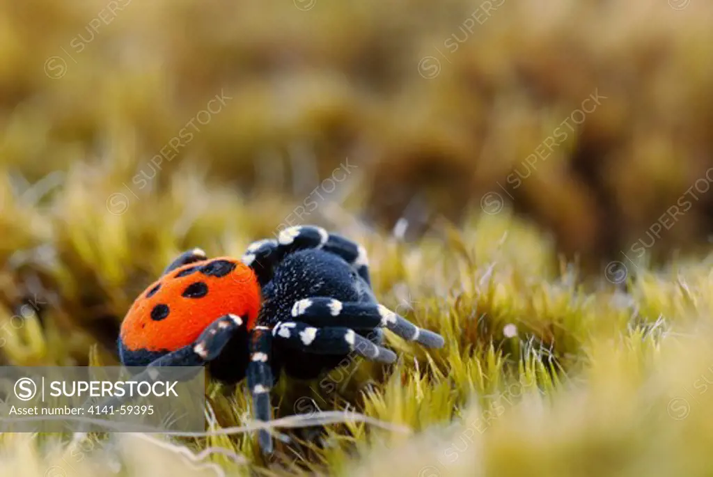 A Male Ladybird Spider  (Eresus Sandaliatus). The Species Is Endangered In Several European Countries, Amongst These Uk.