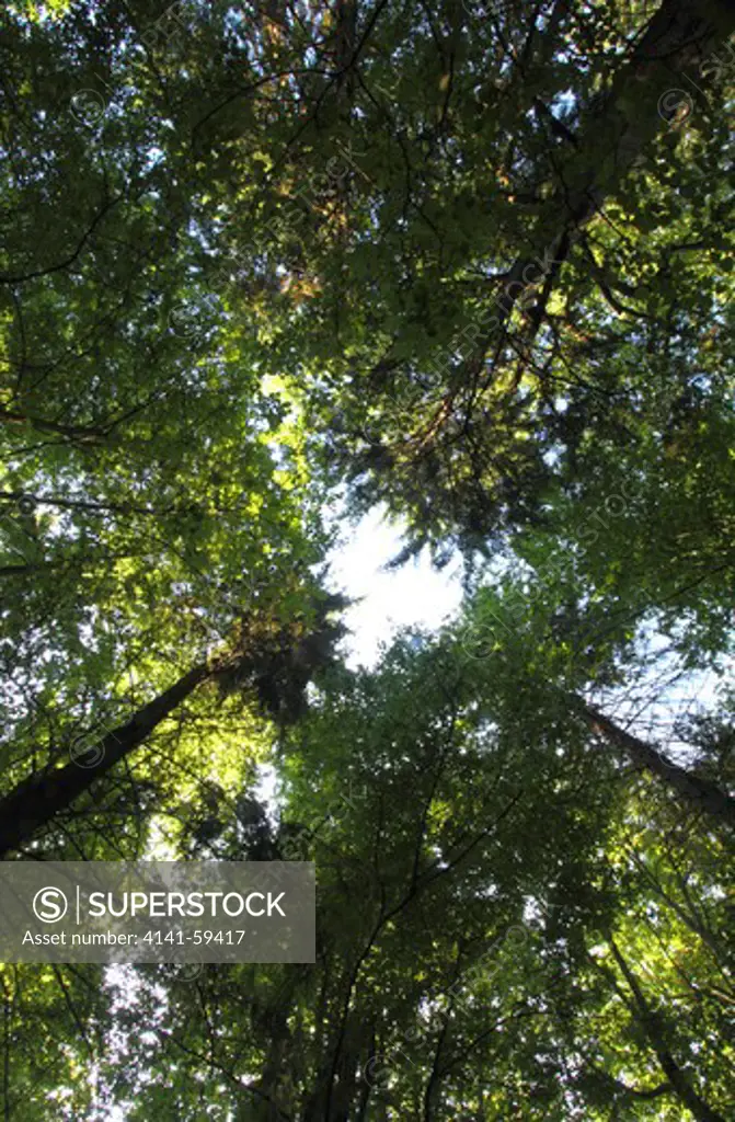 A Look Up Into The Canopy In Bialowieza In Poland - One Of Europe'S Last Untouched Lowland Forests