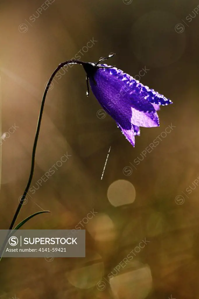 Closeup Of A Harebell With Dew Drops An Early Morning