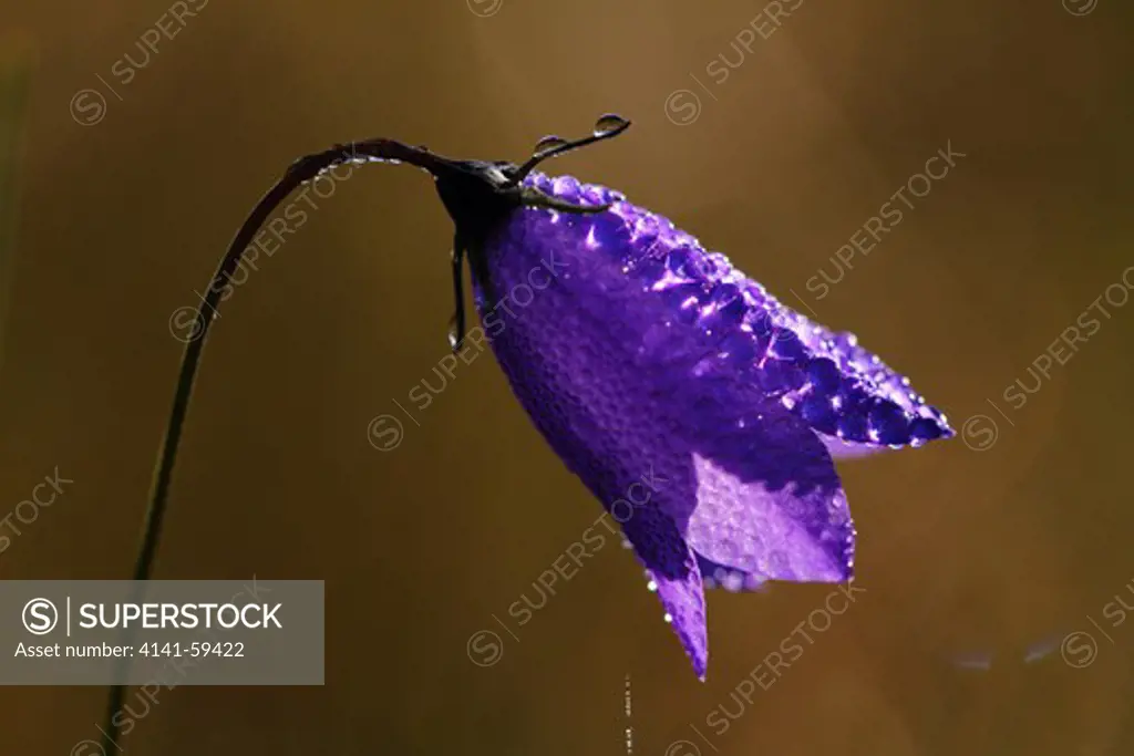 Closeup Of A Harebell With Dew Drops An Early Morning
