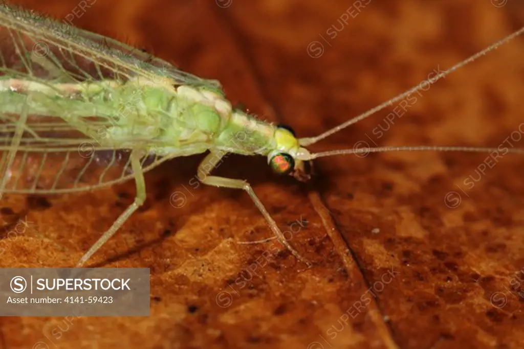 Closeup Of A Lacewing Resting On A Wilted Leaf