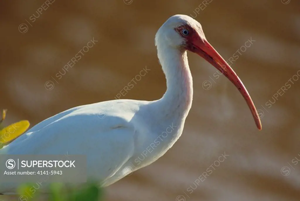 white ibis eudocimus albus everglades n.p., florida, usa 