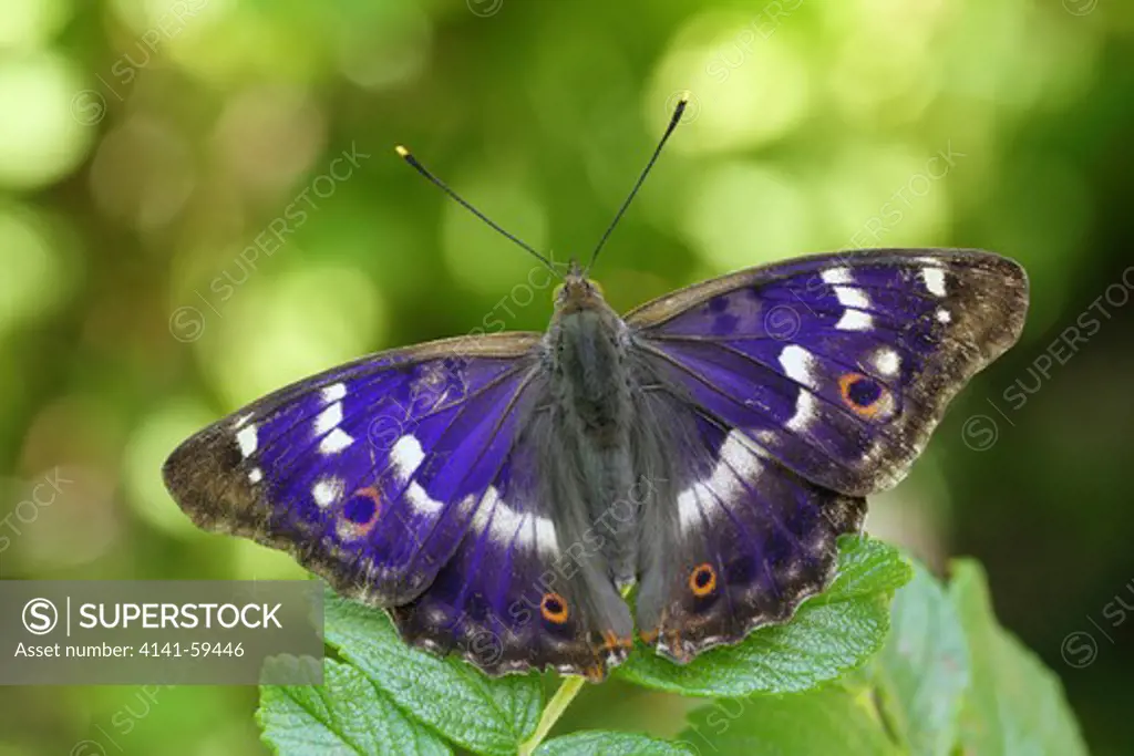 Male Lesser Purple Emperor (Apatura Ilia). When The Wings Are Observed From The Right Angle The Purple Iridescent Glow Can Be Seen