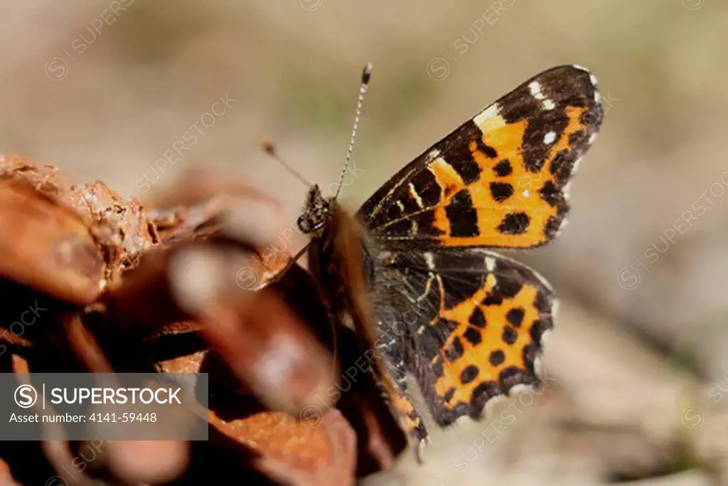 Map Butterfly (Araschnia Levana) Form Levana