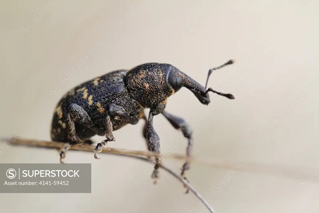 Pine Weevil (Hylobius Abietis) Closeup