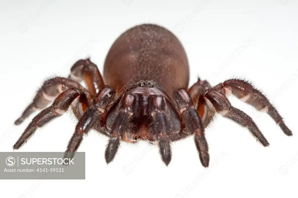 Brown Trapdoor Spider (Fam. Idiopidae), Armidale, New South Wales, Australia, Female