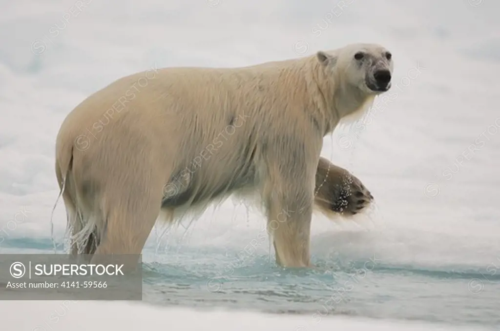 Polar Bear, Ursus Maritimus, Lancaster Sound, Baffin Island, Nunavut, Canada