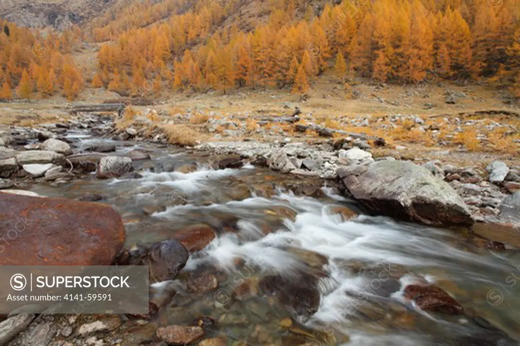Saent River In Larch Forest, Stelvio National Park, Trentino, Italy