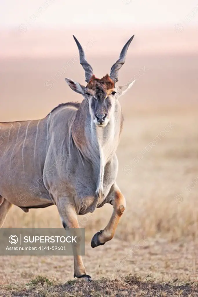 East African Eland (Tragelaphus Oryx Pattersonianus). Worlds Largest Antelope Species. Masai Mara National Reserve. Kenya