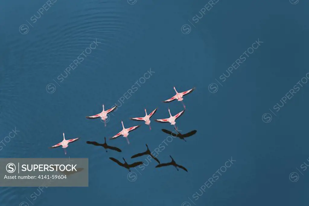 Aerial View Of Lesser Flamingo (Phoenicopterus Minor ) Flying Over Lake Magadi. This Soda Lake Sometimes Attracts Large Numbers Of Flamingo. Rift Valley. Kenya.