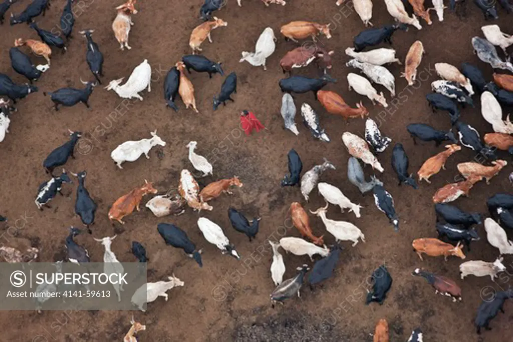 Aerial View Of A Masai Or Maasai Man With His Cattle. For The Masai Cattle Are Their Most Important Possessions And Represent Wealth And Are A Form Of Currency. Kenya
