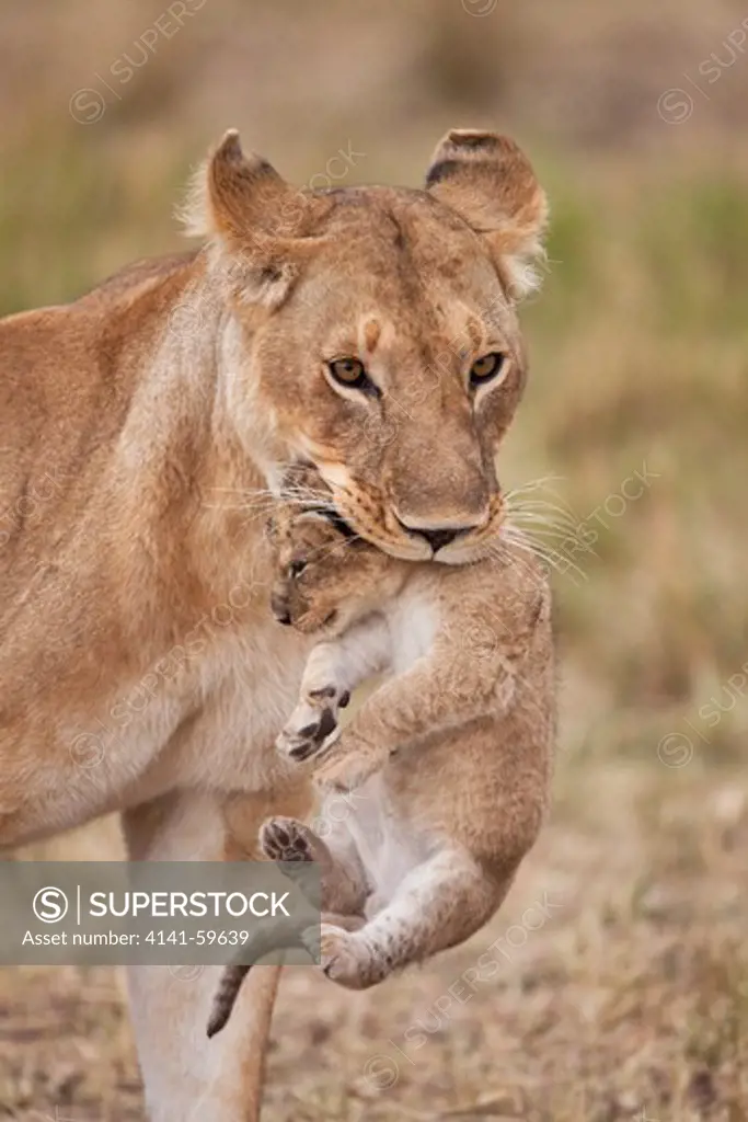 Lioness Carrying Cub (Panthera Leo). A Lioness Will Frequently Move Young Cubs In Order To Prevent An Accumulation Of Scent. This Is To Protect Them From Predators Such As Hyenas Or Even Other Male Lions. Masai Mara National Reserve. Kenya