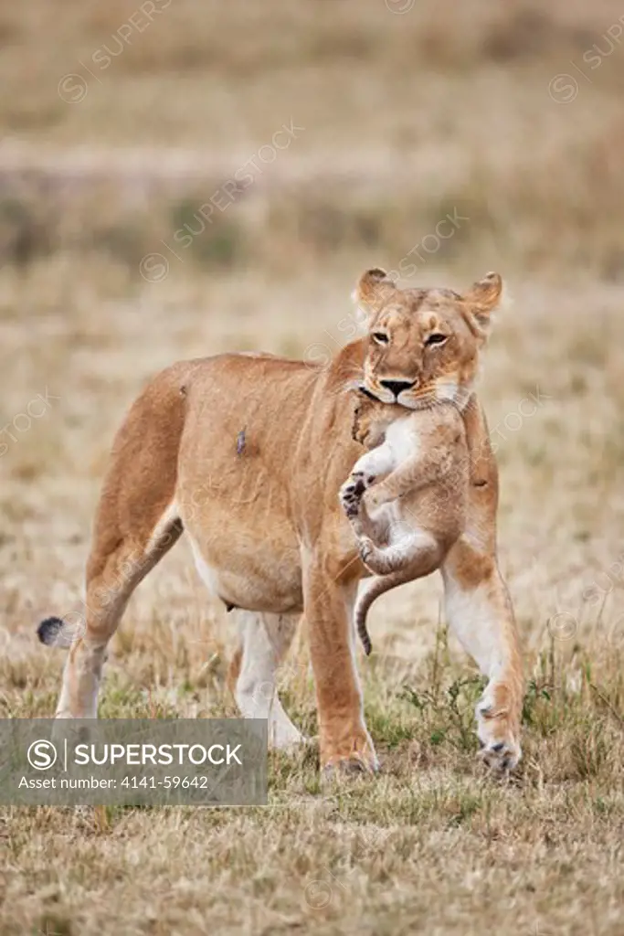 Lioness Carrying Cub (Panthera Leo). A Lioness Will Frequently Move Young Cubs In Order To Prevent An Accumulation Of Scent. This Is To Protect Them From Predators Such As Hyenas Or Even Other Male Lions. Masai Mara National Reserve. Kenya
