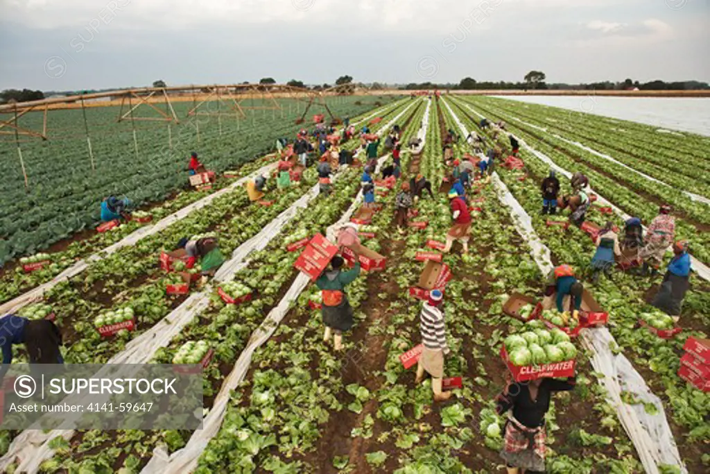 Farm Workers Picking And Collecting Iceberg Lettuce (Lactuca Sativa) For Market. Kenya