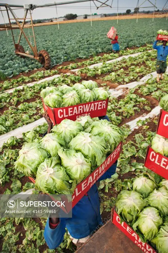 Farm Workers Picking And Collecting Iceberg Lettuce (Lactuca Sativa) For Market. Kenya