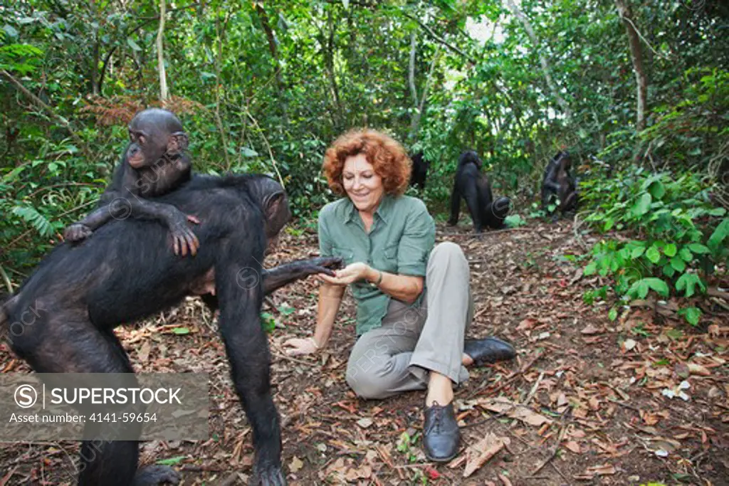 Claudine Andre With Bonobos (Pan Paniscus) Founder Of Sanctuary Lola Ya Bonobo Chimpanzee.  Democratic Republic Of The Congo