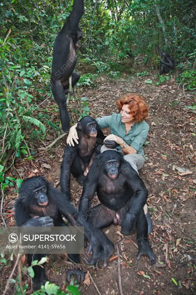 Claudine Andre With Bonobos (Pan Paniscus) Founder Of Sanctuary Lola Ya Bonobo Chimpanzee.  Democratic Republic Of The Congo.