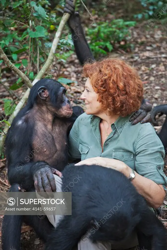 Claudine Andre With Bonobos (Pan Paniscus) Founder Of Sanctuary Lola Ya Bonobo Chimpanzee.  Democratic Republic Of The Congo.