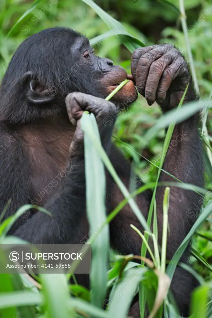 Bonobo/Pygmy Chimpanzee (Pan Paniscus) Feeding, Sanctuary Lola Ya Bonobo Chimpanzee, Democratic Republic Of The Congo. Captive