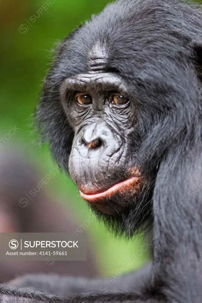 Bonobo/Pygmy Chimpanzee (Pan Paniscus) Sanctuary Lola Ya Bonobo Chimpanzee, Democratic Republic Of The Congo. Captive