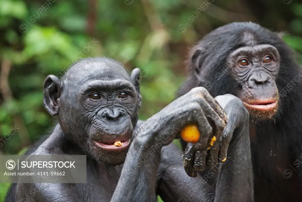 Bonobo/Pygmy Chimpanzee (Pan Paniscus) Feeding On Fruit, Sanctuary Lola Ya Bonobo Chimpanzee, Democratic Republic Of The Congo. Captive