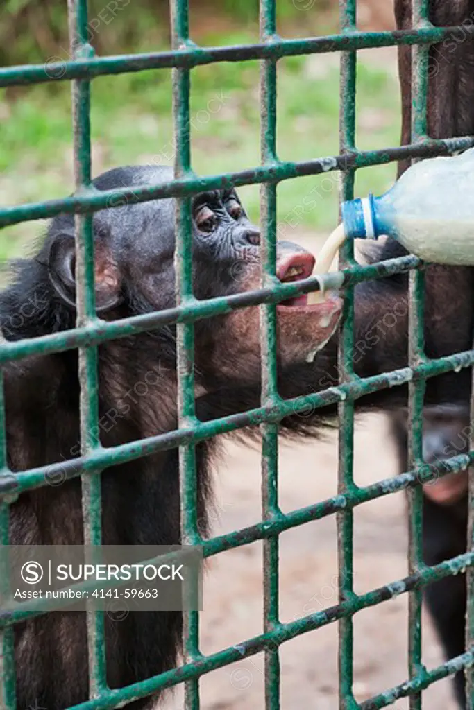 Bonobo/Pygmy Chimpanzee (Pan Paniscus) Adult Receiving Soy Milk Supplement To Ensure A Healthy Diet, Sanctuary Lola Ya Bonobo Chimpanzee, Democratic Republic Of The Congo. Captive