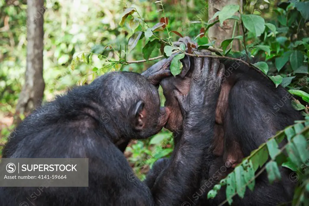 Bonobo/Pygmy Chimpanzee (Pan Paniscus) Grooming, Sanctuary Lola Ya Bonobo Chimpanzee, Democratic Republic Of The Congo. Captive