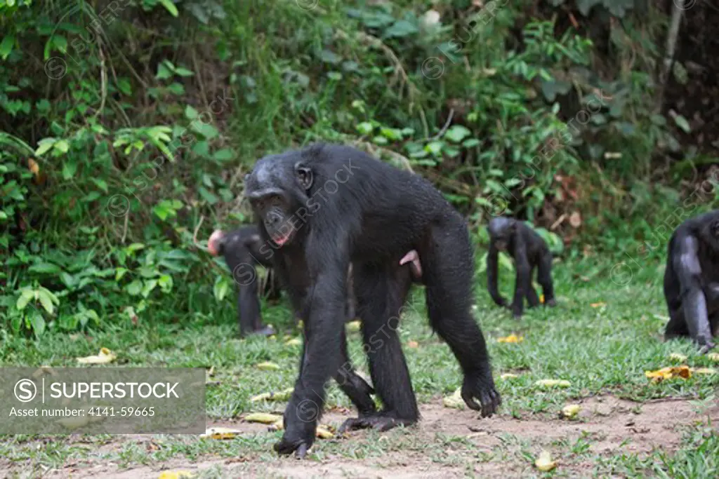Bonobo/Pygmy Chimpanzee (Pan Paniscus) Walking In The Quadrupedal Knuckle Position, Sanctuary Lola Ya Bonobo Chimpanzee, Democratic Republic Of The Congo. Captive