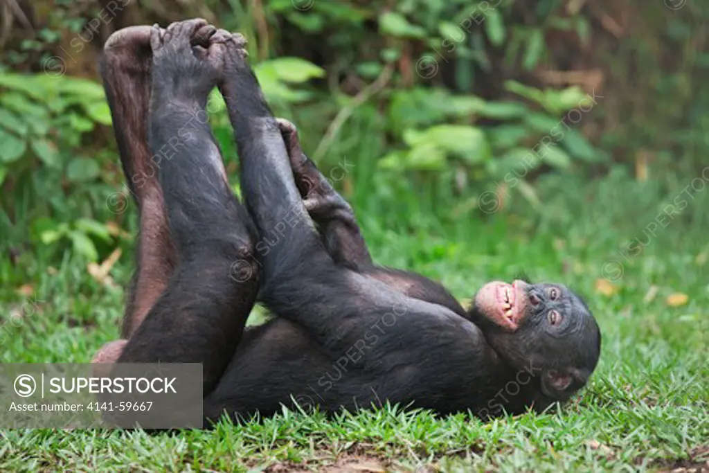Bonobo/Pygmy Chimpanzee (Pan Paniscus) Lying On Back, Sanctuary Lola Ya Bonobo Chimpanzee, Democratic Republic Of The Congo. Captive