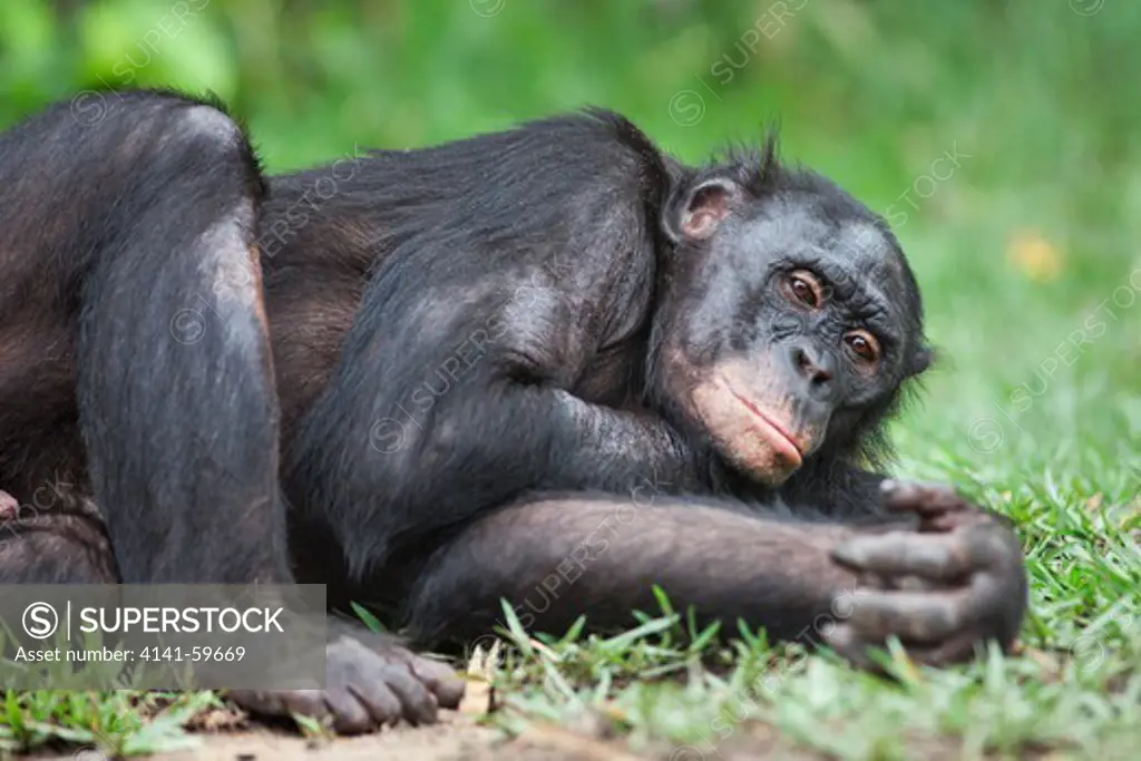 Bonobo/Pygmy Chimpanzee (Pan Paniscus) Lying On Side, Sanctuary Lola Ya Bonobo Chimpanzee, Democratic Republic Of The Congo. Captive