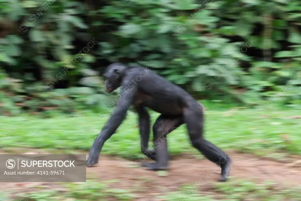 Bonobo/Pygmy Chimpanzee (Pan Paniscus) Walking In The Quadrupedal Knuckle Position, Sanctuary Lola Ya Bonobo Chimpanzee, Democratic Republic Of The Congo. Captive