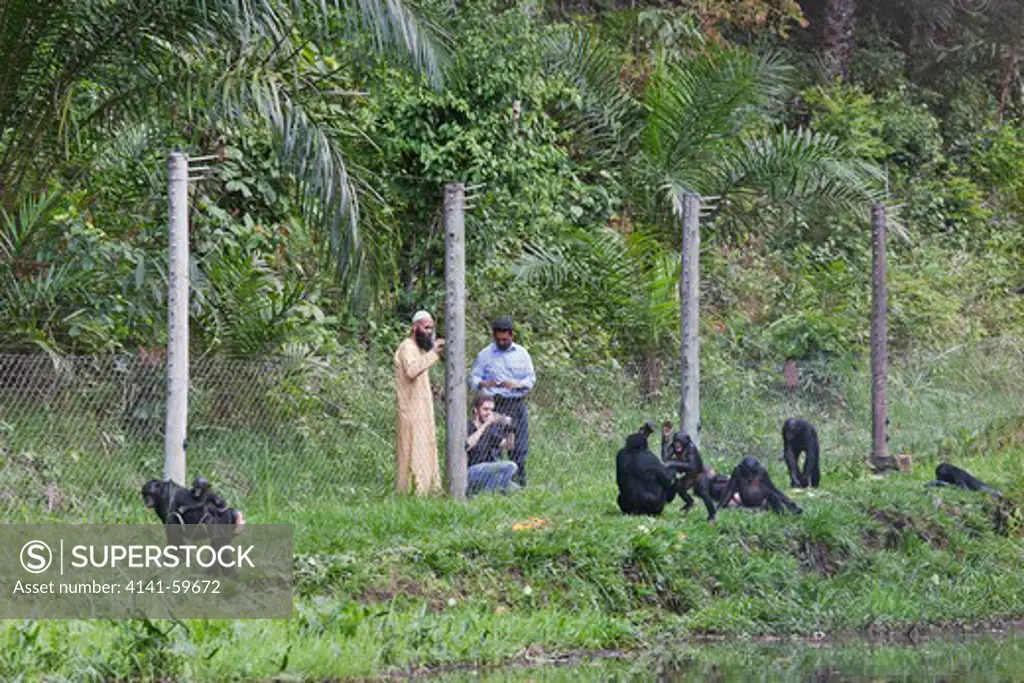 Bonobo/Pygmy Chimpanzee (Pan Paniscus) Visitors Watching Bonobos At Feeding Time, Sanctuary Lola Ya Bonobo Chimpanzee, Democratic Republic Of The Congo.