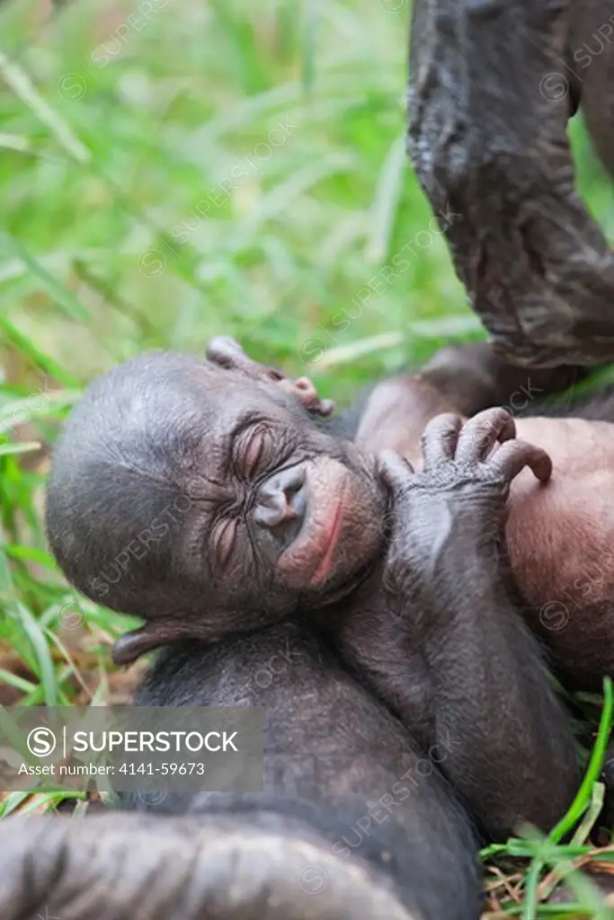 Bonobo/Pygmy Chimpanzee (Pan Paniscus) Young Resting On Adult'S Leg, Sanctuary Lola Ya Bonobo Chimpanzee, Democratic Republic Of The Congo. Captive