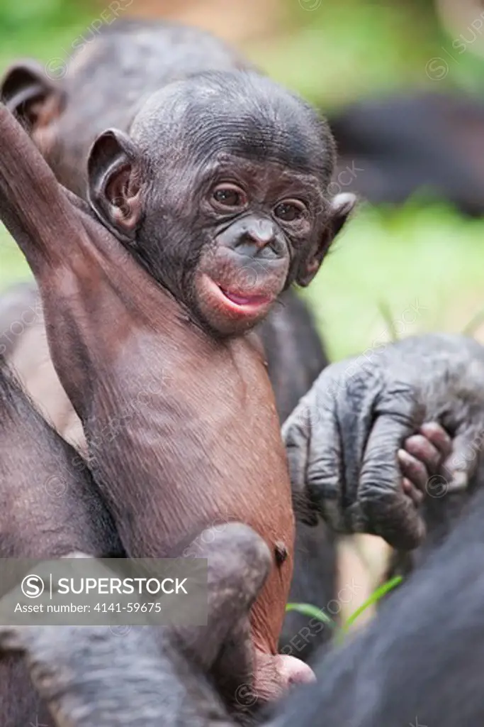 Bonobo/Pygmy Chimpanzee (Pan Paniscus) Adult And Young Playing, Sanctuary Lola Ya Bonobo Chimpanzee, Democratic Republic Of The Congo. Captive
