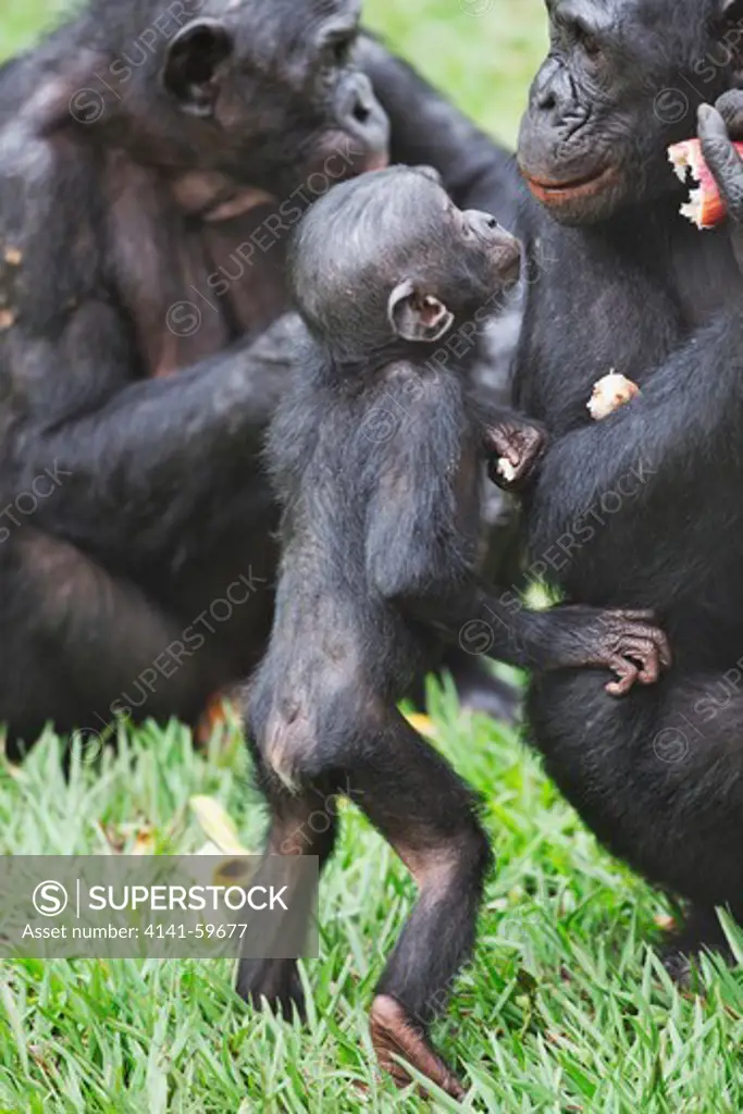 Bonobo/Pygmy Chimpanzee (Pan Paniscus) Family Interaction, Sanctuary Lola Ya Bonobo Chimpanzee, Democratic Republic Of The Congo. Captive