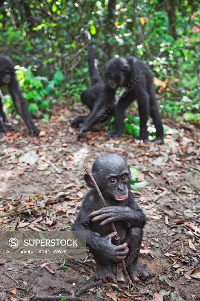 Bonobo/Pygmy Chimpanzee (Pan Paniscus) Young Playing With Stick, Sanctuary Lola Ya Bonobo Chimpanzee, Democratic Republic Of The Congo. Captive