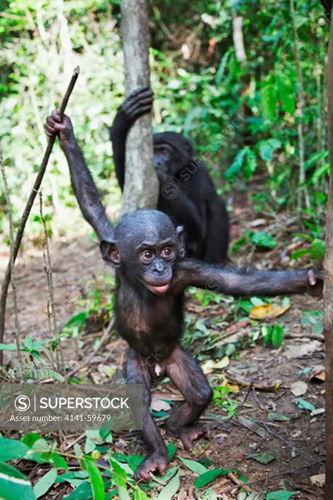 Bonobo/Pygmy Chimpanzee (Pan Paniscus) Young Playing With Stick, Sanctuary Lola Ya Bonobo Chimpanzee, Democratic Republic Of The Congo. Captive