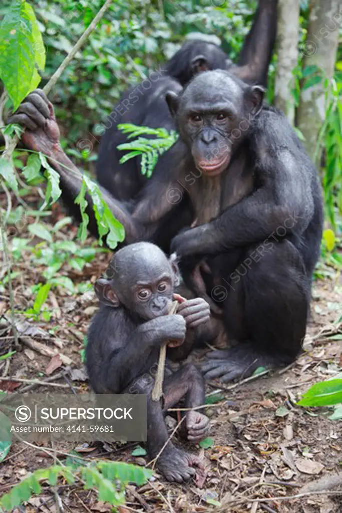 Bonobo/Pygmy Chimpanzee (Pan Paniscus) Young And Adult Interacting, Sanctuary Lola Ya Bonobo Chimpanzee, Democratic Republic Of The Congo. Captive