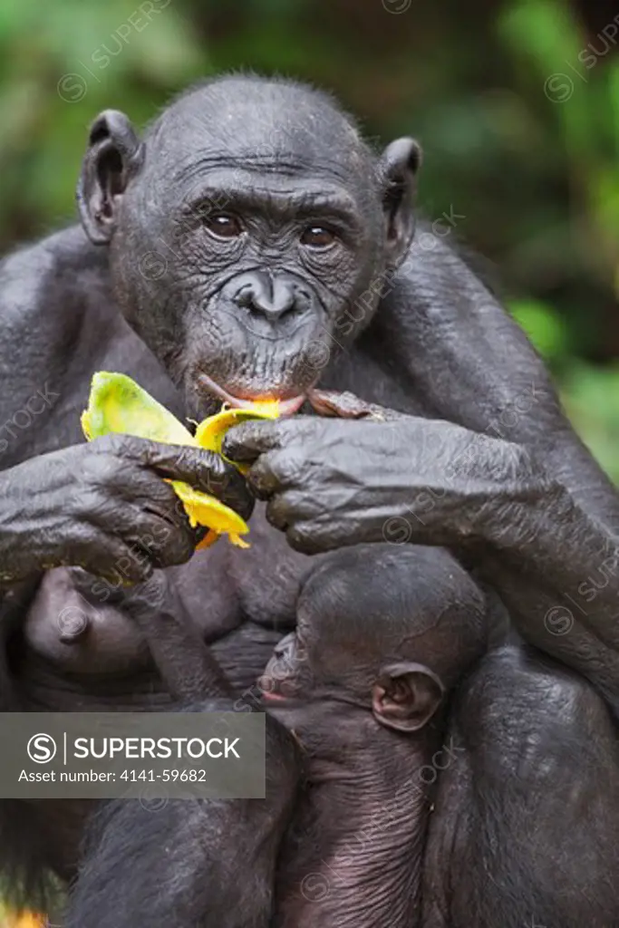 Bonobo/Pygmy Chimpanzee (Pan Paniscus) Young And Adult Feeding On Fruit, Sanctuary Lola Ya Bonobo Chimpanzee, Democratic Republic Of The Congo. Captive